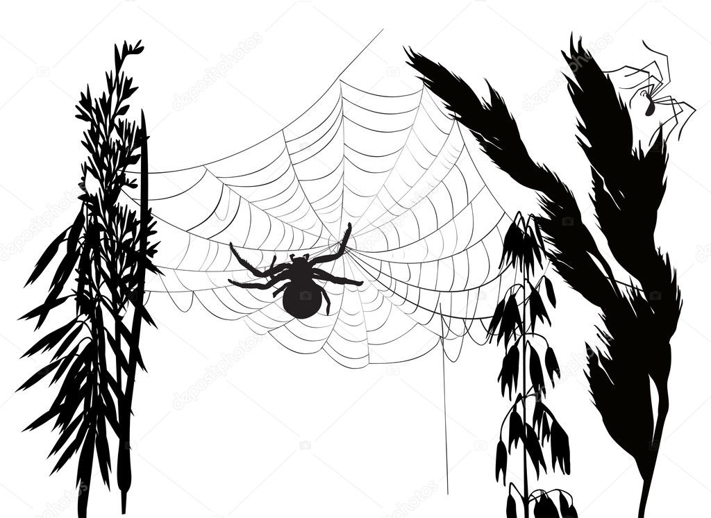 Spider web in black grass on white Stock Vector by ©Dr.PAS 12356725