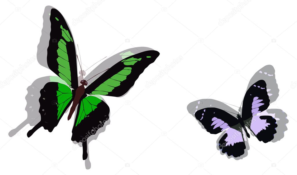 green and pink butterflies illustration