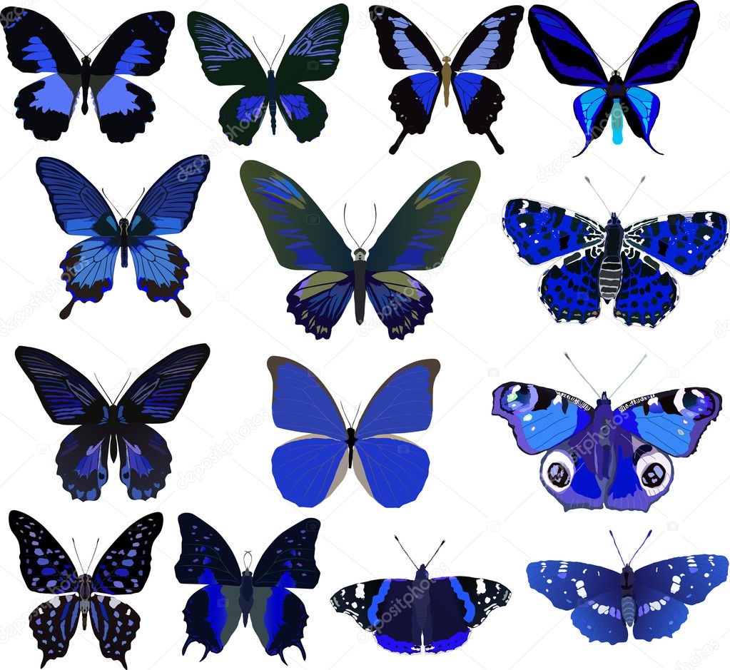 fourteen blue butterflies isolated on white