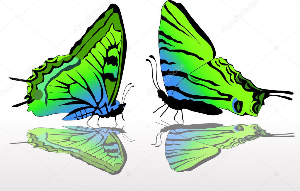 two green and blue butterflies