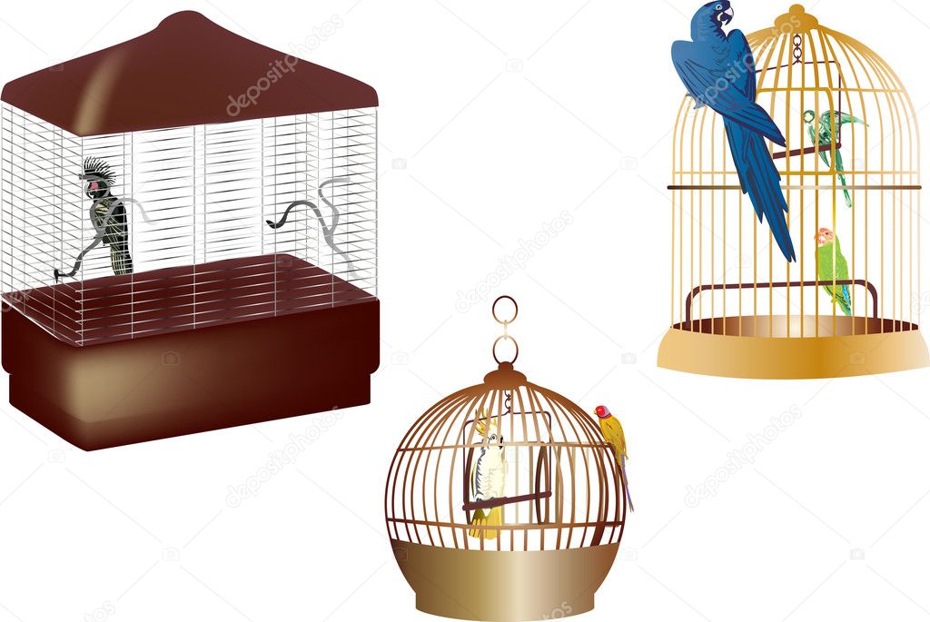 parrots in cages isolated on white