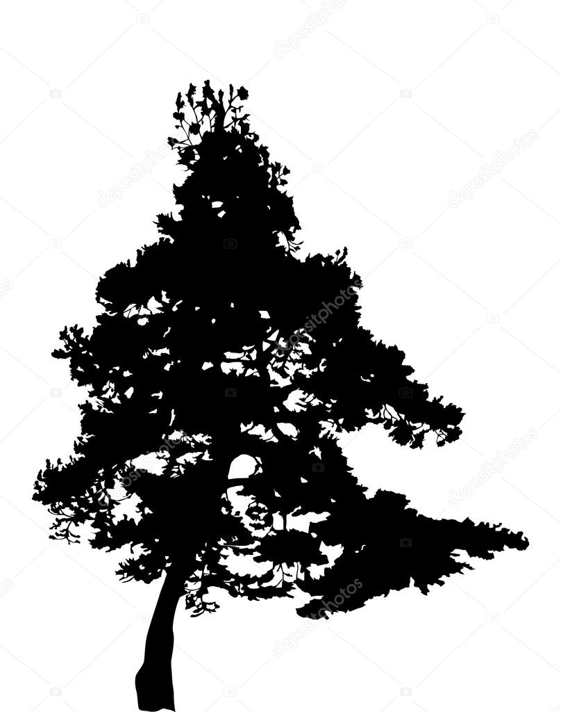 pine tree silhouette isolated on white
