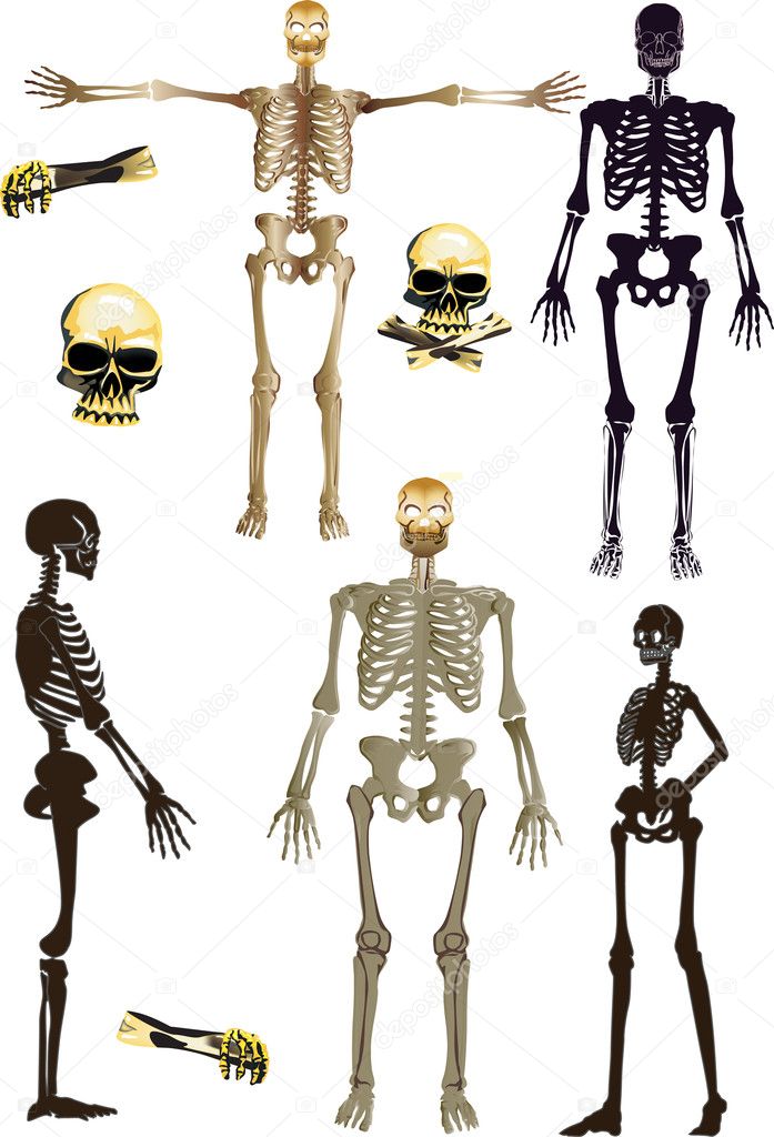 isolated human skeletons collection