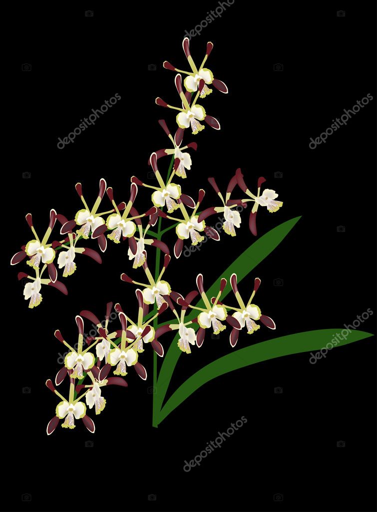 Flores de orquídea marrón oscuro en negro vector, gráfico vectorial ©  Dr.PAS imagen #12358326