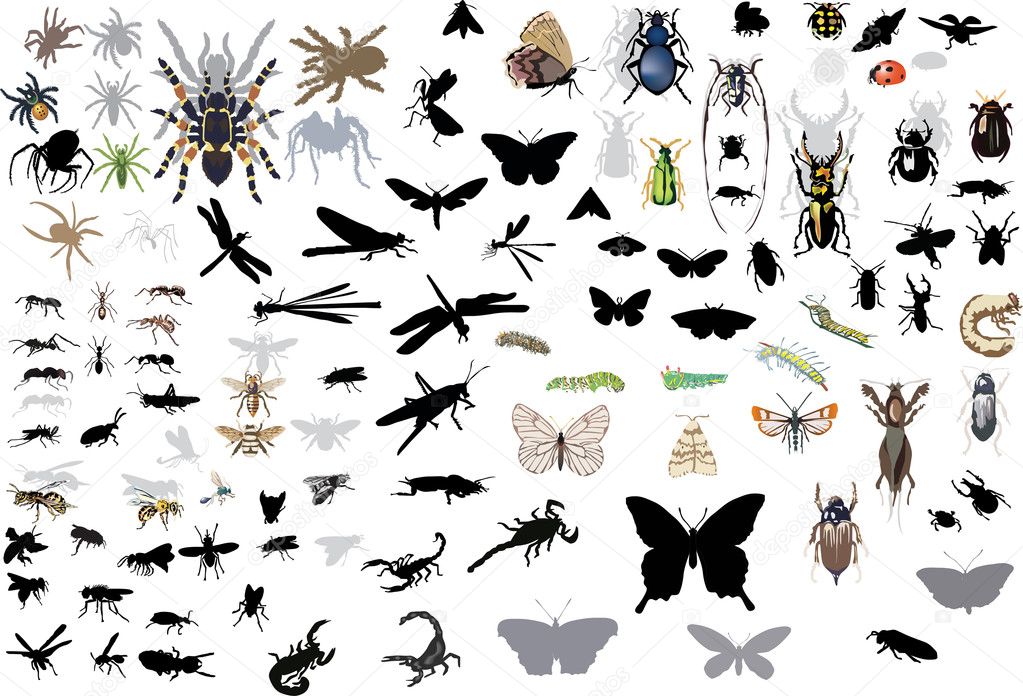 large set of isolated insects and spiders