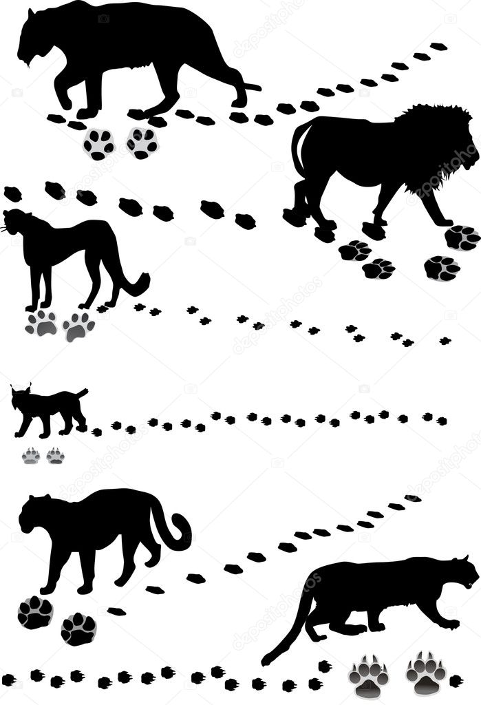 large cats with tracks