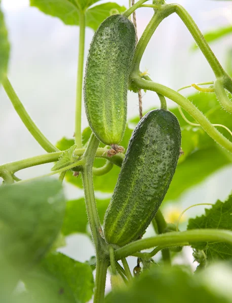 stock image Cucumbers in the garden