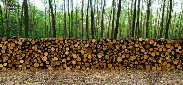 Estaca de madeira — Fotografia de Stock