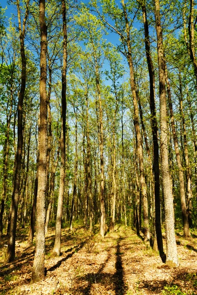 Oak forest — Stock fotografie