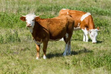 Cattle clipart