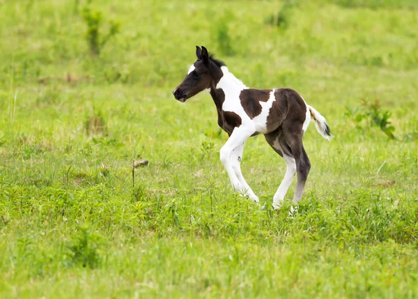 Horse foal — Stock Photo, Image