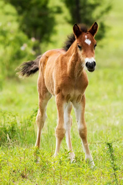 Paard veulen — Stockfoto