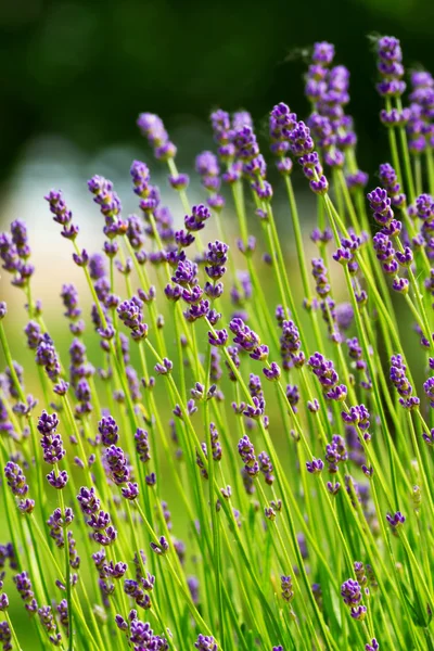 Lavanda — Fotografia de Stock