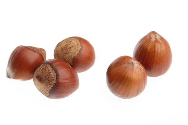 Hazelnut isolated on white background — Stock Photo, Image
