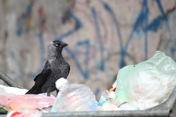 stock image Bird on garbage dump