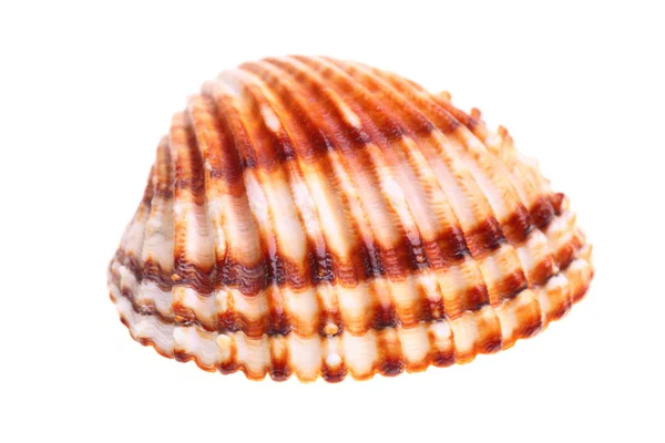 Exotic shell — Stock Photo, Image
