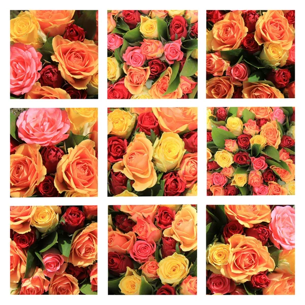 Різнокольорових троянд колаж — стокове фото