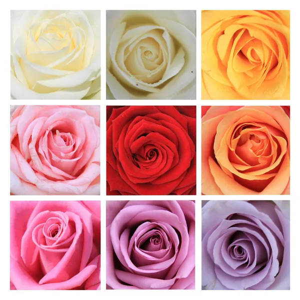Collage aus neun Rosen — Stockfoto
