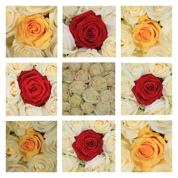 Różowa róża kolaż — Zdjęcie stockowe