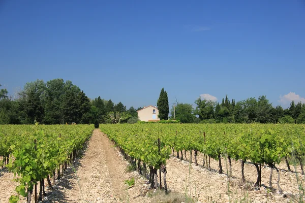 Виноградник в Провансе — стоковое фото