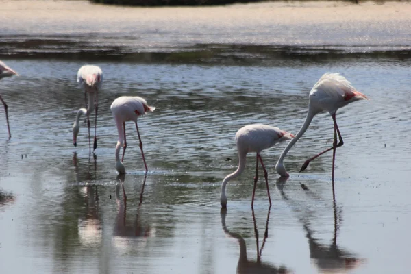 stock image Flamingos in the Camargue