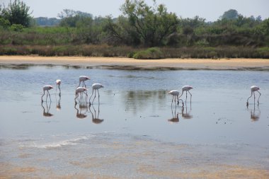 Kamp alanındaki flamingolar