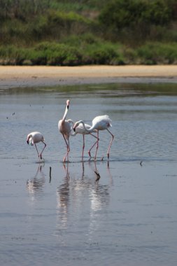 Kamp alanındaki flamingolar