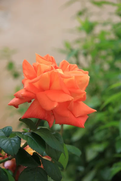 Big orange rose — Stockfoto
