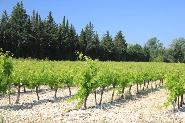 Виноградник в Провансі — стокове фото