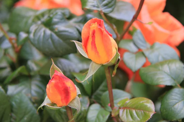 stock image Orange rose