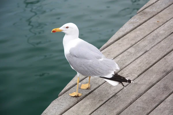 Seagull at a ramp — Stock Photo, Image