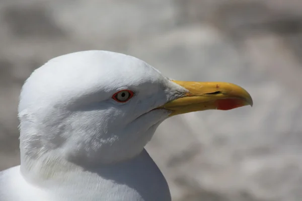 Seagull closeup — Stock Photo, Image