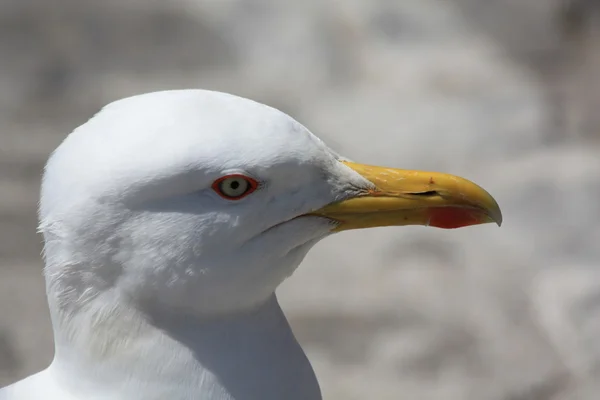 Fecho da gaivota — Fotografia de Stock