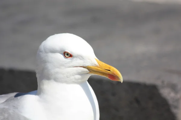 Seagull närbild — Stockfoto
