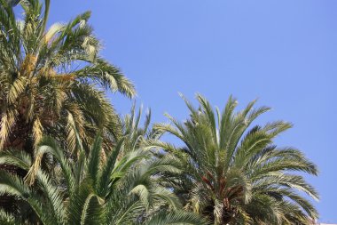 palmiye ağaçları denize yakın