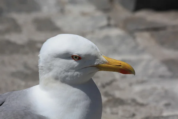 Primer plano de la gaviota — Foto de Stock