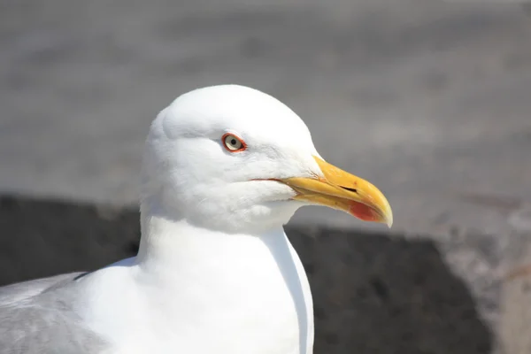 Seagull närbild — Stockfoto