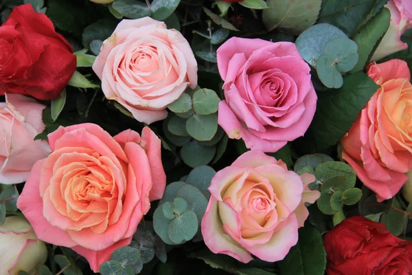 A különböző árnyalatú rózsaszín rózsa — Stock Fotó