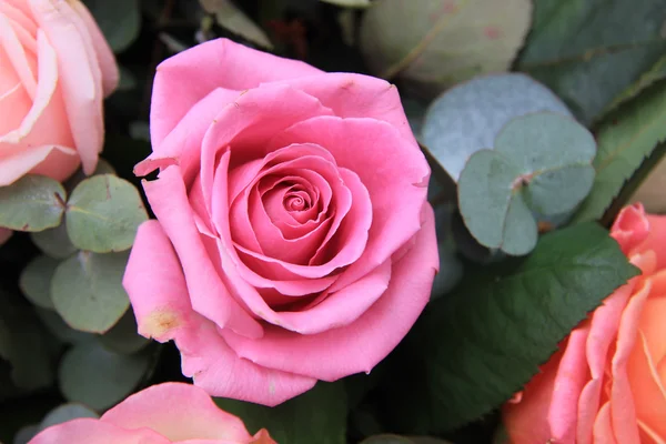 Rose rose gros plan — Photo