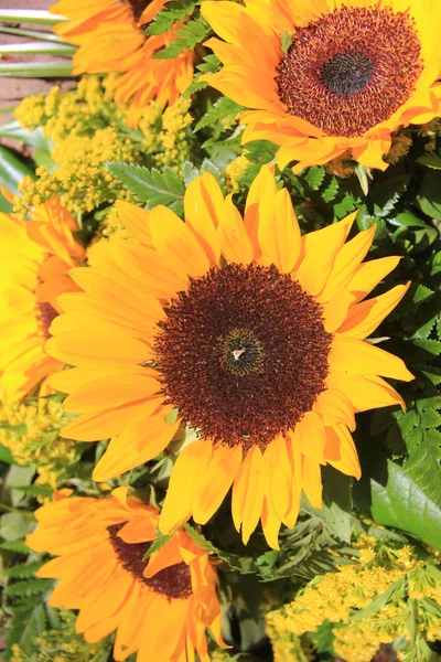 Big yellow sunflower — Stock Photo, Image