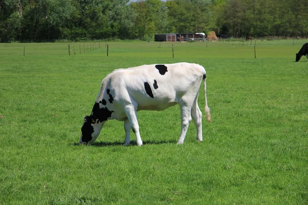 Siyah ve beyaz inek — Stok fotoğraf