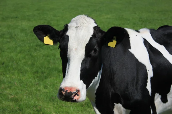 Retrato de uma vaca — Fotografia de Stock
