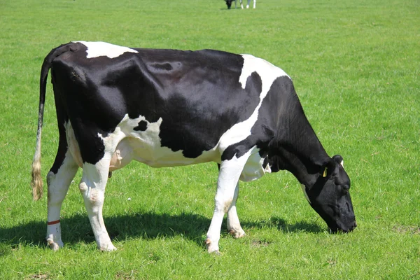 Vaca blanca y negra — Foto de Stock