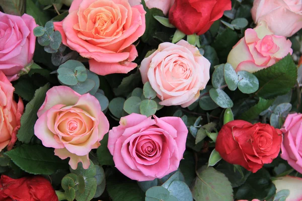 在不同色调的粉色玫瑰 — 图库照片