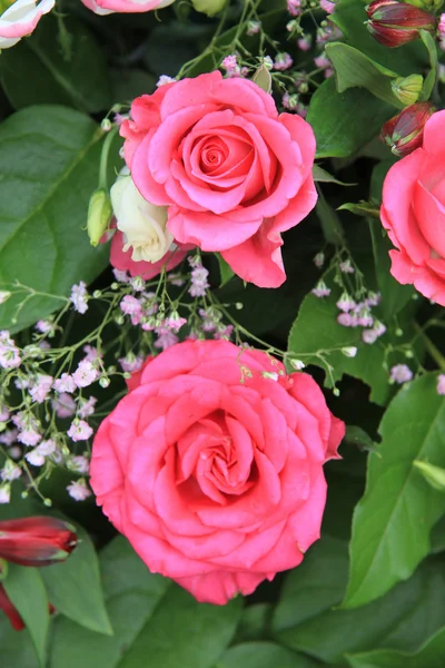 Шокуюча рожеві троянди — стокове фото