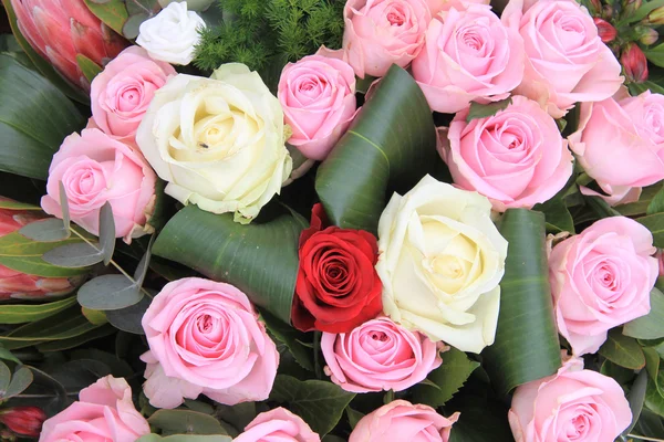 Rosas vermelhas, brancas e rosa — Fotografia de Stock