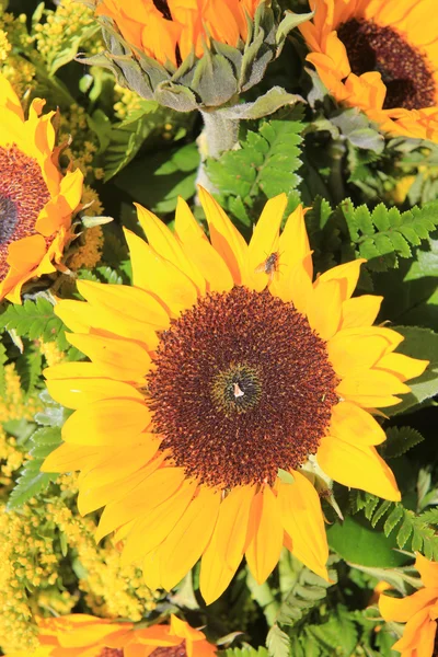 Big yellow sunflower — Stock Photo, Image