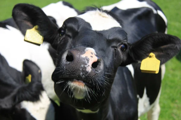 Porträtt av en ko — Stockfoto