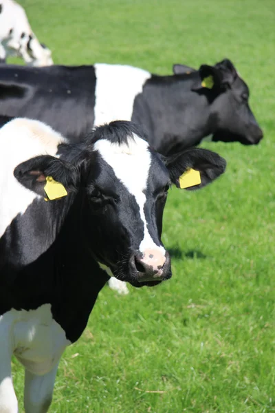 Vacas em um prado ensolarado — Fotografia de Stock