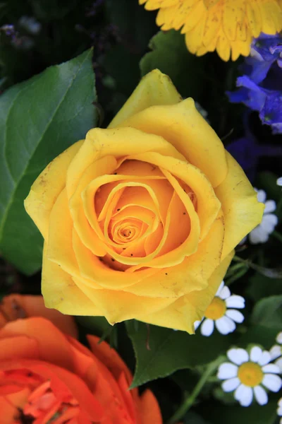 Gele roos van dichtbij — Stockfoto